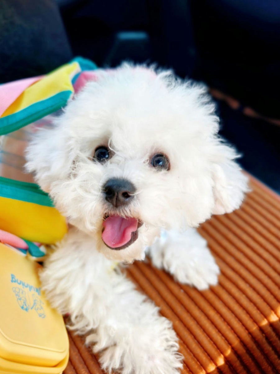 A small white dog: the original photo used in the creative example below